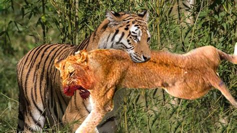 Scary Tiger Revenge Lion Was Torn To Pieces By Angry Tiger In The
