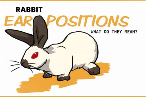 All About Rabbit Ear Positions And What They Mean