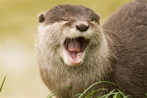 15 Fascinating Facts About Otters