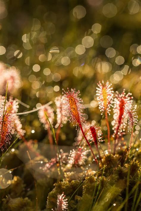A Beautiful Closeup Of A Great Sundew Leaves In A Morning Light