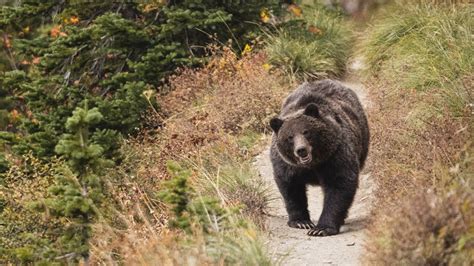 Grizzly Bear Encounter In Glacier National Park Andy Davidhazy Canon