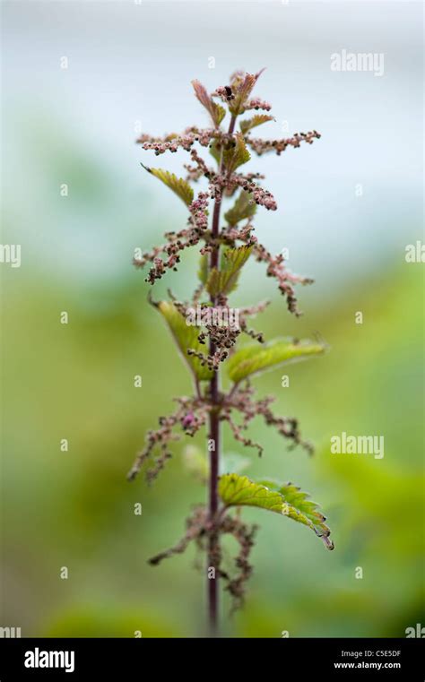 Nettle Rash High Resolution Stock Photography And Images Alamy