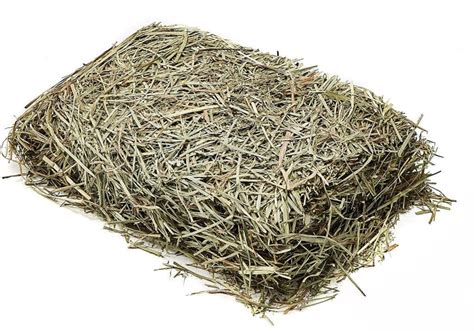 6 Types Of Hay For Rabbits Which Ones Best With Pictures Pet Keen