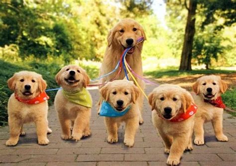 Golden Retriever Babies With Mum Kolpaper Awesome Free Hd Wallpapers