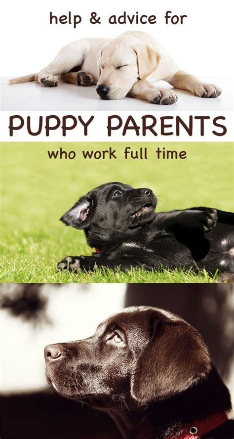 Advice On Raising A Puppy When You Work Full Time Puppy Training Dog