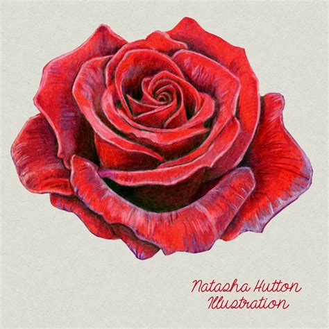 More images for how to draw a red rose » Natasha Hutton Illustration