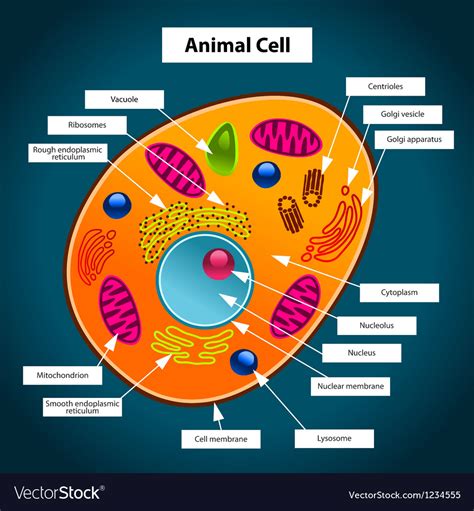 It had formed a cell plate. Animal Cell Royalty Free Vector Image - VectorStock