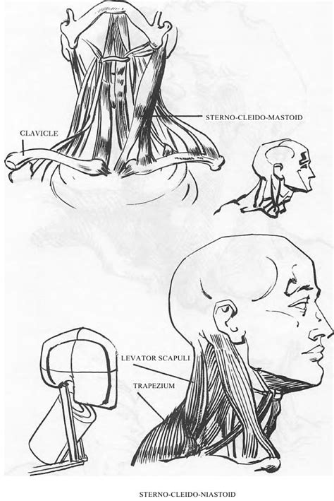 How To Draw Male And Female Necks And Head With Drawing Tutorials And Human Necks For Creating