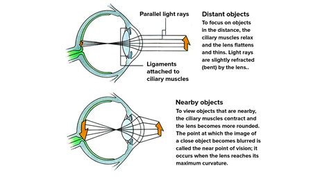 How Do Ciliary Muscles Help You See