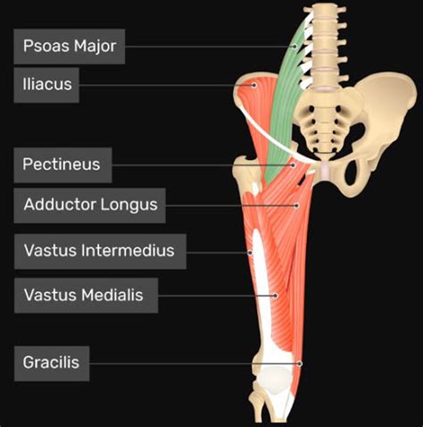 Anatomi Otot Psoas Major Bagian Dari Iliopsoas Manusia Anatomi Tutorial