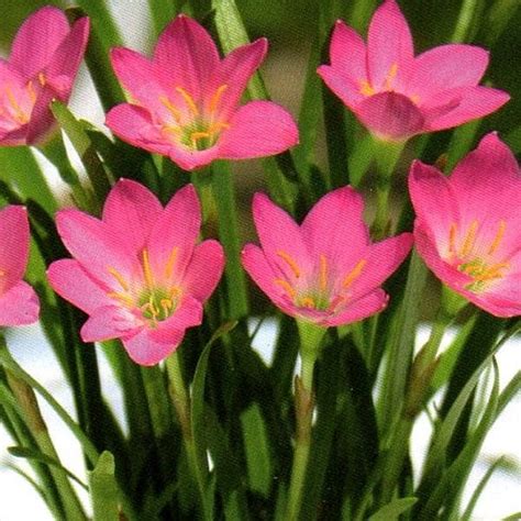 Paling Bagus 15 Contoh Gambar Bunga Bakung Gambar Bunga Hd