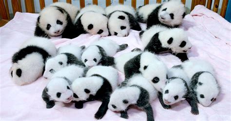 Admire These Adorable Cutest Animals Panda In Hd Videos And Photos