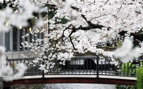Spring In Japan When And Where To See The Cherry Blossoms In Japan
