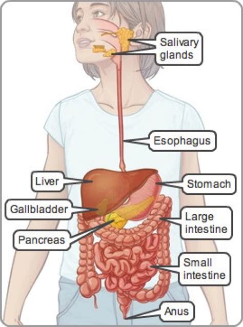 Gi Tract中文 Gi Tract Anatomy Af088