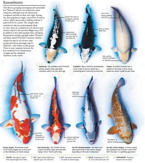 Types Of Koi Different Varieties Classifications And More Koi Fish