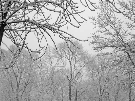 Snow Covered Trees Free Stock Photo Public Domain Pictures