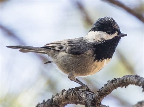 9 Birds That Look Like Chickadees With Photos Sonoma Birding