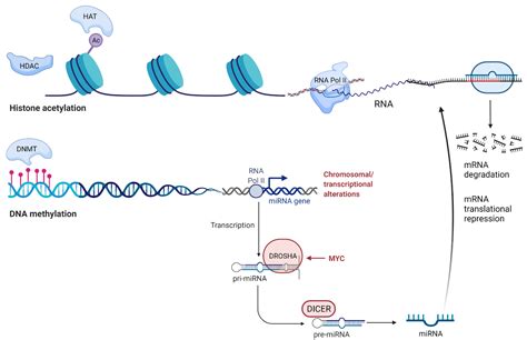 Cancers Free Full Text Epigenetic Mechanisms And Therapeutic