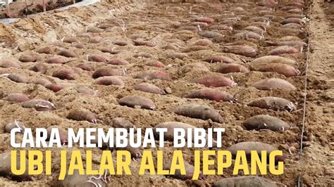 Cara Mebuat Bibit Ubi Jalar Ala Jepang Youtube