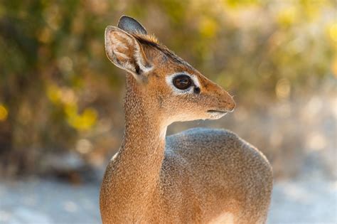 The Cutest Antelope Dik Dik Dik Dik Animals Are Beautiful People