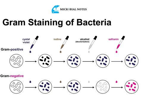 Gram Staining Its Principle Procedure And Results