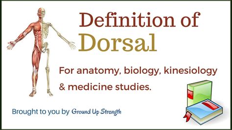 Dorsal Definition Anatomy Biology Medicine Kinesiology Youtube