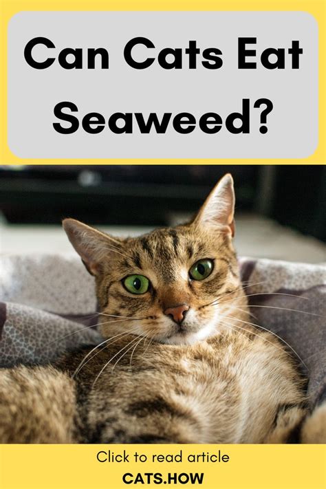 Sesame seaweed seaweed spicy sesame nori seaweed snack price. Can Cats Eat Seaweed? | Cats, Cat care tips, Eat