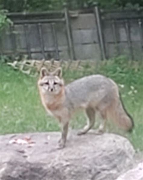 Minnesota Seasons Gray Fox