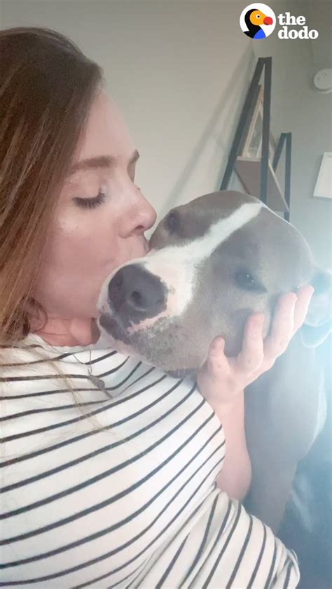 Barbs On Twitter Rt Dodo Pittie Snuggles Up To Pregnant Mom