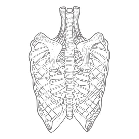 Rib Cage Heart Drawing Clipart