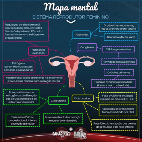 Arquivos Mapa Mental Sistema Reprodutor Feminino Pdf Infinittus Porn