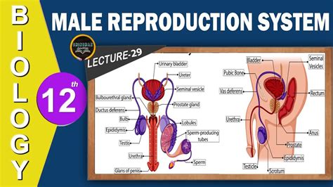 Lecture 29 Biology Class 12th Male Reproduction System By Ayushi