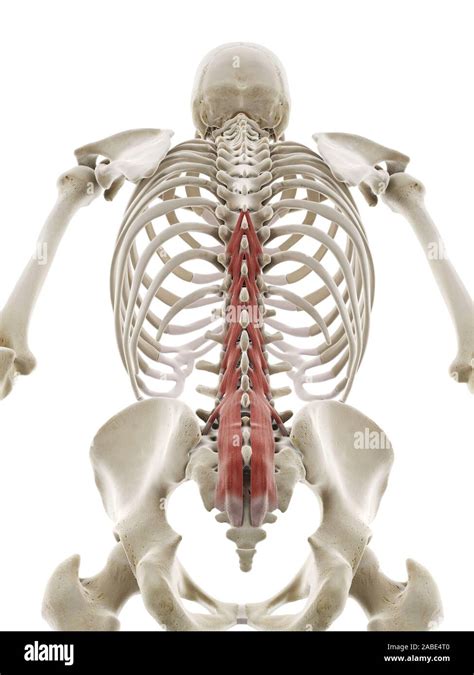 3d Rendered Medically Accurate Illustration Of The Multifidus Stock
