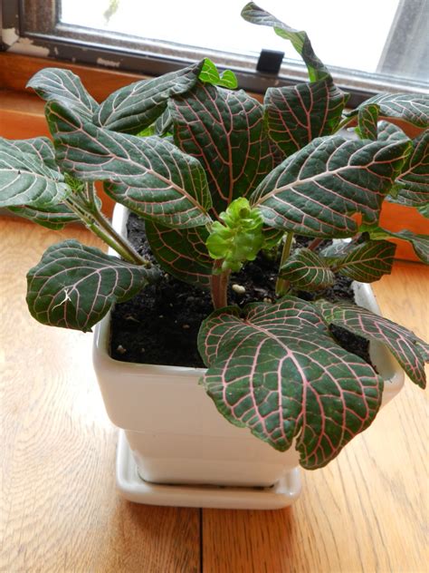 Fittonia Flower Care Dengarden