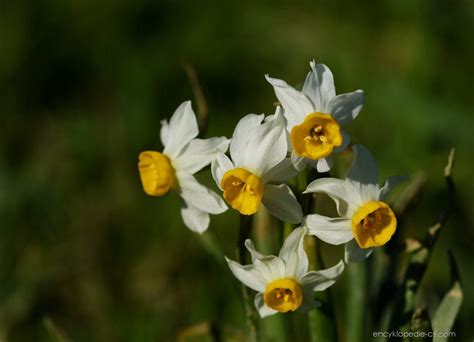 Narcis Taceta Narcissus Tazetta Subsp Tazetta Květy Květenství