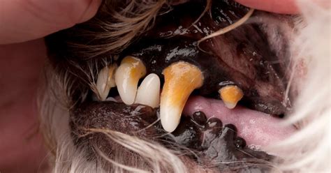 Dental diseases such as periodontal disease are prevalent among dogs as well as in humans. The Truth About Tartar Buildup on Your Dog's Teeth | The ...