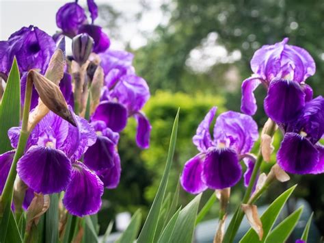 Premium Photo Beautiful Iris Flower Close Up