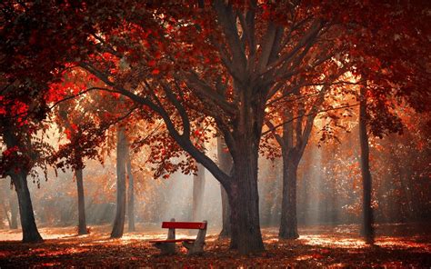 Free Download Hd Wallpaper Morning Bench Park Sun Rays Trees