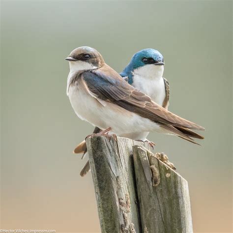 Tree Swallows In Action The Meadowlands Nature Blog