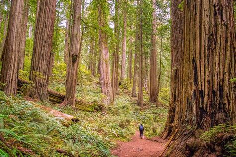 Best California State Parks To Visit This Year Brogan Abroad