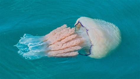 The 8 Heaviest Jellyfish In The World
