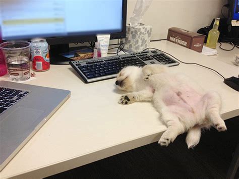 22 Puppies That Can Sleep Anywhere And Anytime Bored Panda