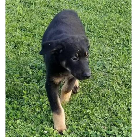1 male and 2 females left. German shepherd MIX - 2 puppies out of 6 left from my ...
