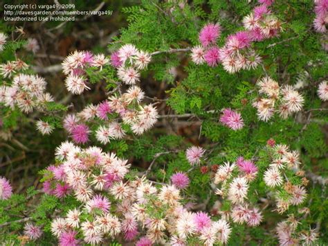 Plantfiles Pictures Pink Mimosa Fragrant Mimosa Catclaw Mimosa