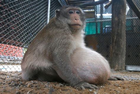 Thailands Chunky Monkey On Diet After Gorging On Junk Food Woai