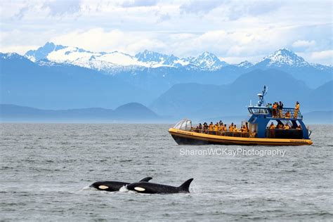 Tripadvisor Tour Di Avvistamento Di Balene Da Vancouver Fornito Da