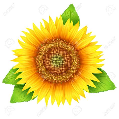 Sunflower Leaf Clip Art 10 Free Cliparts Download Images