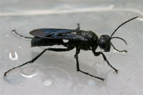 Tay Meadows Tidbit Great Black Wasp