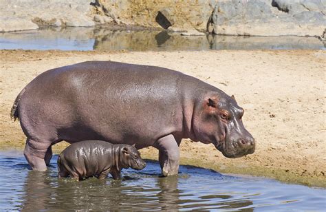 Spare The Lives Of 2000 Wild Hippos Animal Rights Group Pleads With