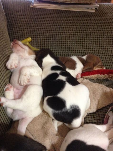 Several Puppies Are Sleeping Together On A Couch